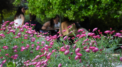 El patrimonio verde de Psicología: un patio en movimiento