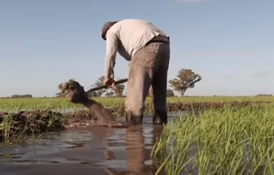 "Udelar estudia el impacto de los agroquímicos en la salud de trabajadores y trabajadoras de las arroceras"