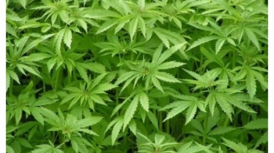 Impresión de pantalla de la nota publicada